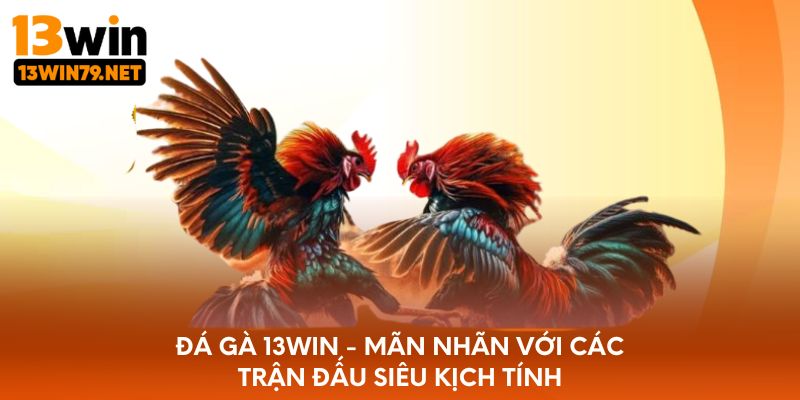 Đá gà 13WIN - Mãn nhãn với các trận đấu siêu kịch tính