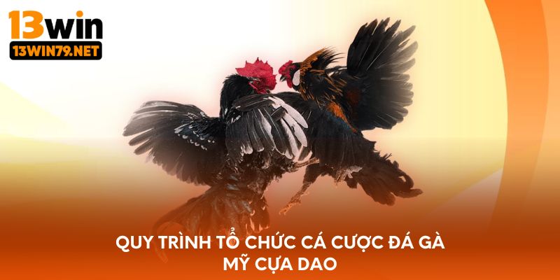 Quy trình tổ chức cá cược đá gà mỹ cựa dao